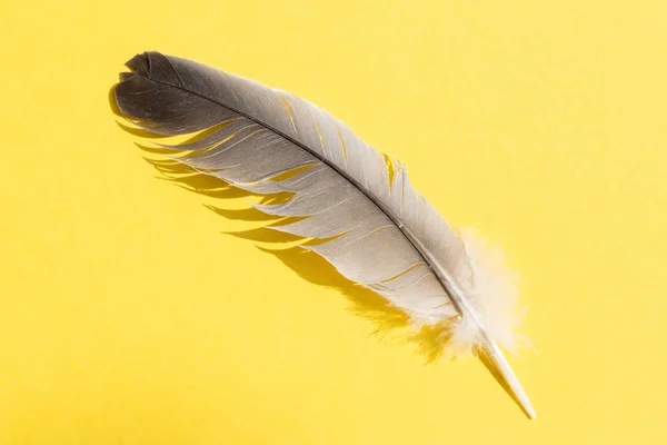 Single feather on yellow background