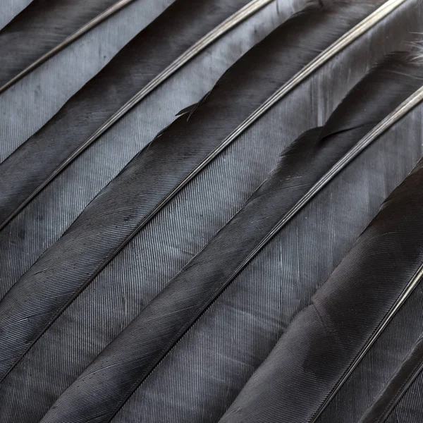 Siyah tüyleri doku kadar kapatın