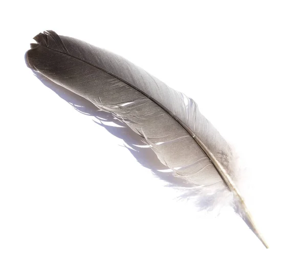 在白色背景上孤立的一根羽毛 — 图库照片