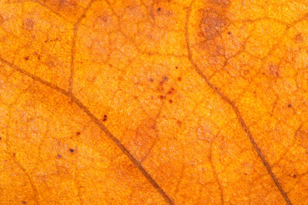 Textura Seca Hoja Otoño Cerca — Foto de Stock