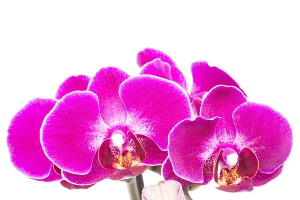 Orchidées Violettes Sur Fond Blanc — Photo