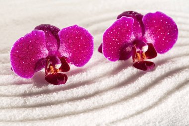 Mor orkide beyaz kum desen