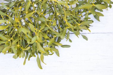 Beyaz arkaplanda ökseotu dalı