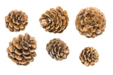 Beyaz arkaplanda çam kozalakları izole