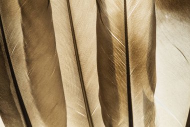 Şeffaf tüyler doku yakın çekim