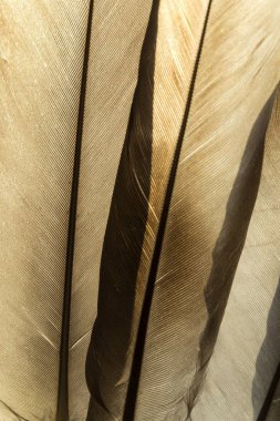 Şeffaf tüyler doku yakın çekim