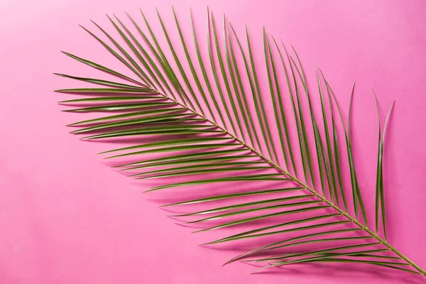 Palmový List Růžovém Pozadí — Stock fotografie