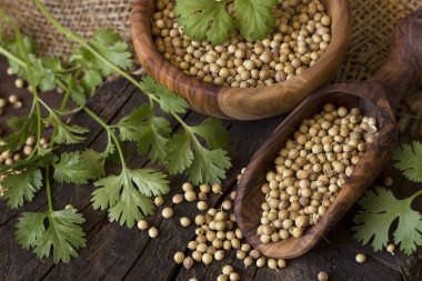 Kişniş yaprak ve tohum ahşap arka plan üzerinde