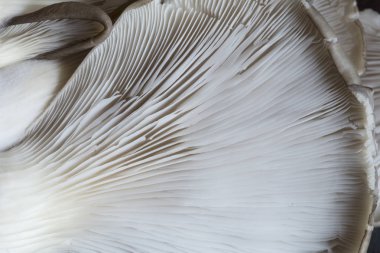 İstiridye mantar yakın çekim