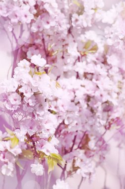 İlkbahar kiraz çiçekleri, yakın çekim