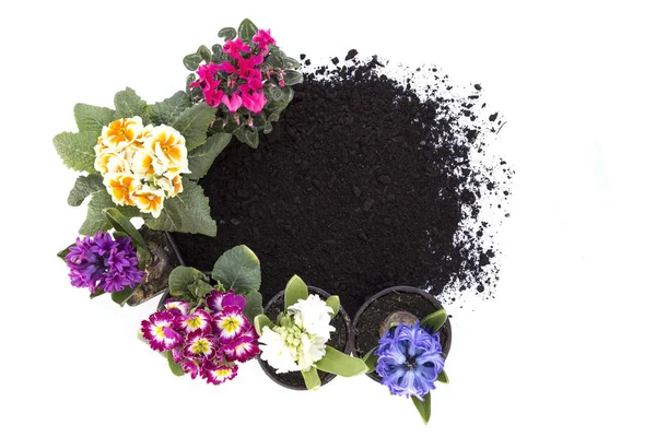 Цветы и почва — стоковое фото
