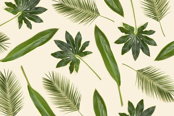 Folhas de palma — Fotografia de Stock