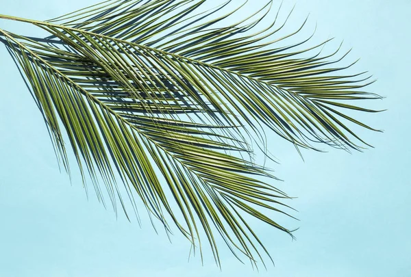 Hojas de palmera —  Fotos de Stock