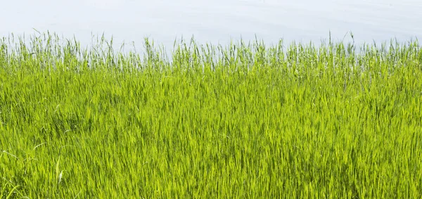 Groen gras — Stockfoto