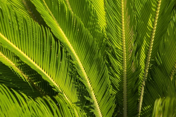 Palm tree — Stock Photo, Image