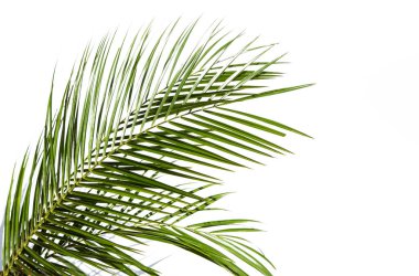 Beyaz arkaplanda palmiye yaprakları