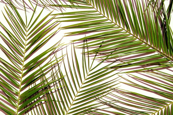Palm Leaves Pink Background — Stock Photo, Image
