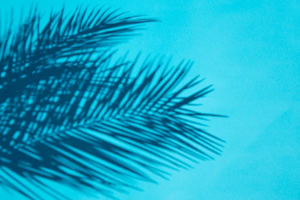 Φύλλα Φοίνικα Σκιά Πάνω Από Μπλε Φόντο — Φωτογραφία Αρχείου