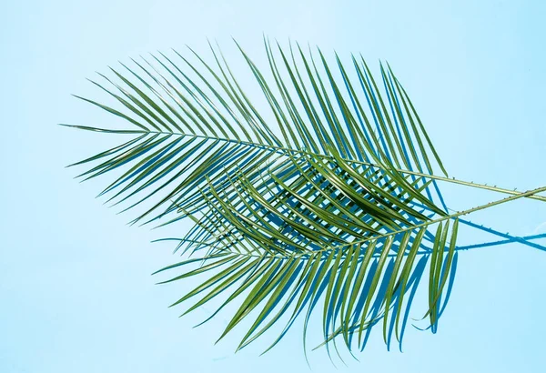 Hojas Palma Sobre Fondo Azul Luz Del Sol —  Fotos de Stock