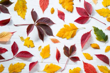 Beyaz ahşap arka planda renkli sonbahar yaprakları
