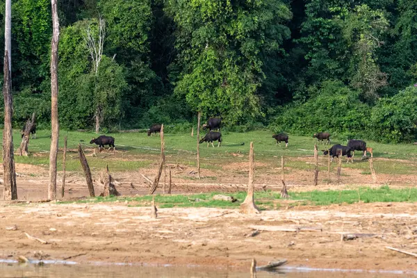 Семья Гауров Ест Траву Лесу Озера Khlong Saeng Заповедник Дикой — стоковое фото