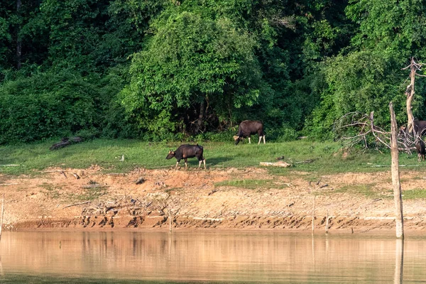Семья Гауров Ест Траву Лесу Озера Khlong Saeng Заповедник Дикой — стоковое фото