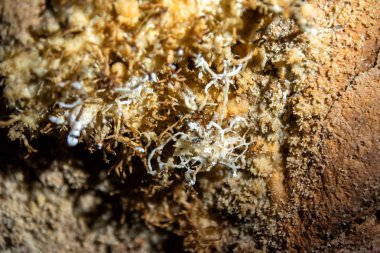 Sarkıt ve dikit mercan içinde Khao Sok Milli Parkı, Tayland mağara.