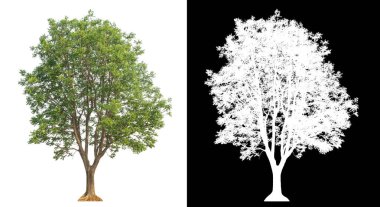 Siyah arkaplanda kırpma yolu ve alfa kanalı olan izole edilmiş tek ağaç.