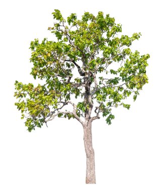 Single green tree isolated on white background with clipping path and alpha channel 