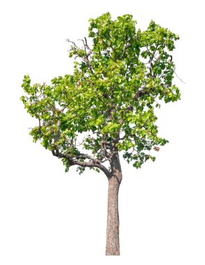 Single green tree isolated on white background with clipping path and alpha channel 