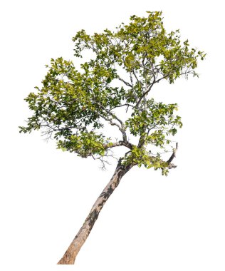 Single green tree isolated on white background with clipping path and alpha channel 