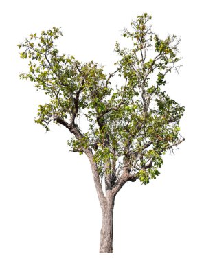 Single green tree isolated on white background with clipping path and alpha channel