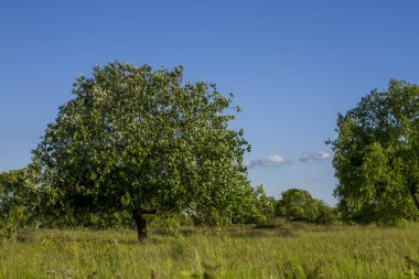 Yaz Orman ağaçları ile