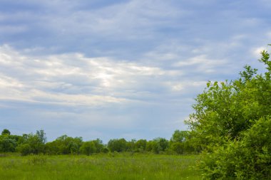 ağaç bulutlar bir arka plan üzerinde