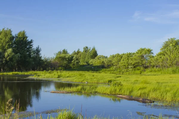 yeşil bir alanda gölet yakınında ağaç