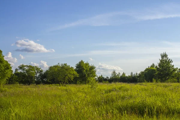 Yaz Orman ağaçları ile