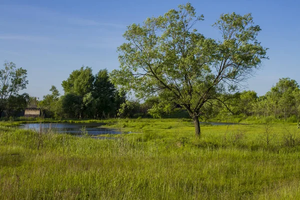 yeşil bir alanda gölet yakınında ağaç