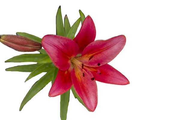 Bloementuin, zomer. - Lily. Bolvormige fabrikası en iyi şenlikle buluştu.