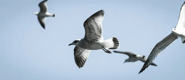 A flock of birds over the city pier