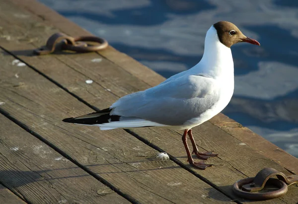 Seagull şehir iskelesinde