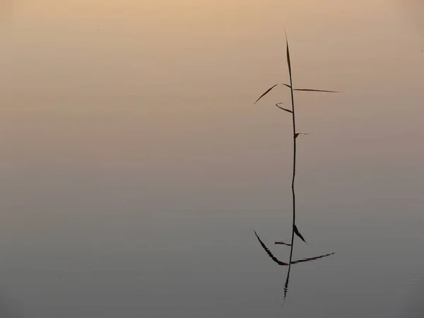 Gölde yalnız bir bulrush
