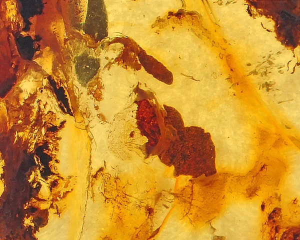 Κεχριμπάρι Βαλτικής Τμήματα Ρητίνης Ορυκτά Εκατομμύρια Χρόνια — Φωτογραφία Αρχείου