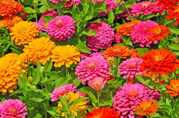 Κήπος Πολύχρωμα Πανέμορφα Λουλούδια — Φωτογραφία Αρχείου