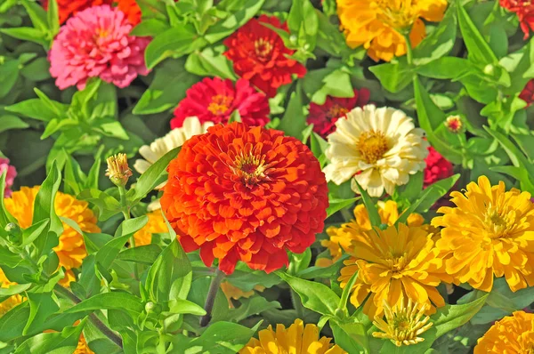 Garten Mit Bunten Prachtvollen Blumen — Stockfoto