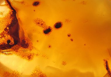 Baltık kehribarı, reçine segmentleri, fosil milyonlarca yıl.