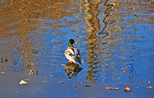 Swamps Canals Lakes Winter Fores — Stock Photo, Image