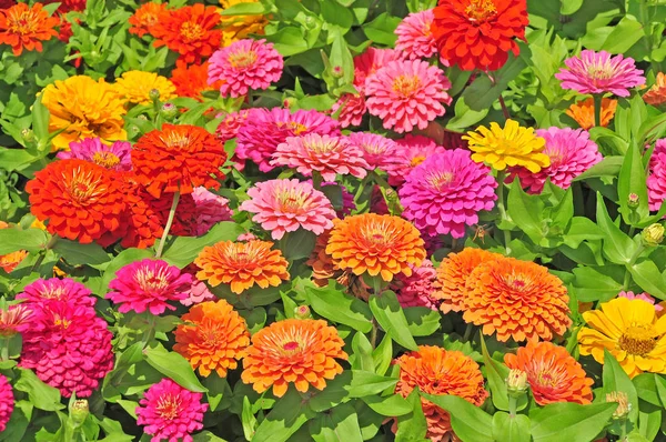 Tuin Met Veelkleurige Prachtige Bloemen — Stockfoto