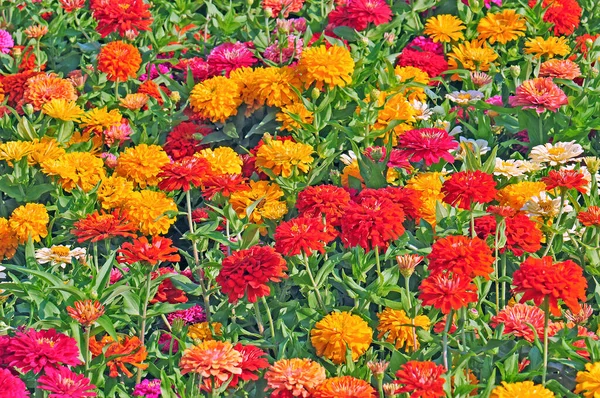 Garten Mit Bunten Prachtvollen Blumen — Stockfoto