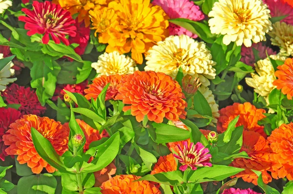 Garten Mit Bunten Prachtvollen Blumen — Stockfoto