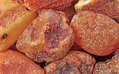 Baltık kehribarı, reçine segmentleri, fosil milyonlarca yıl.